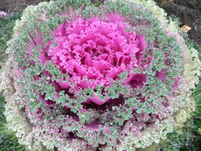 Ornamental cabbage in the ground