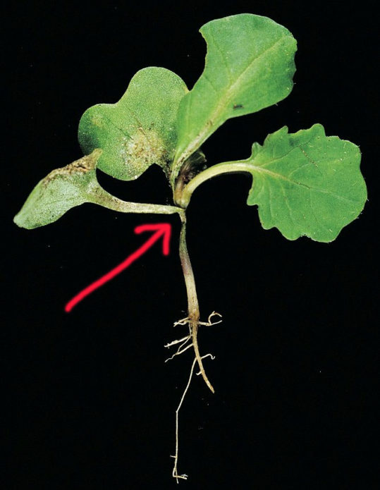 Black leg of ornamental cabbage seedlings