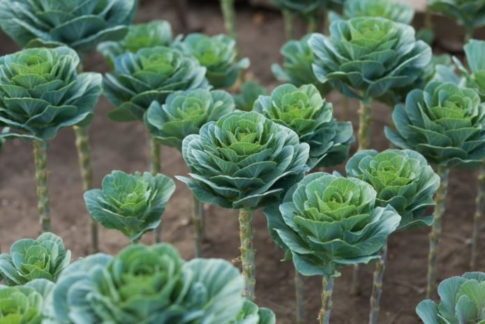 Growing ornamental cabbage outdoors