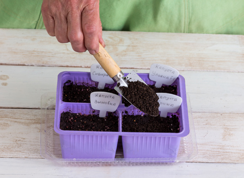 Soil for cabbage seedlings