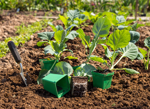 Cabbage seedlings for planting in the ground