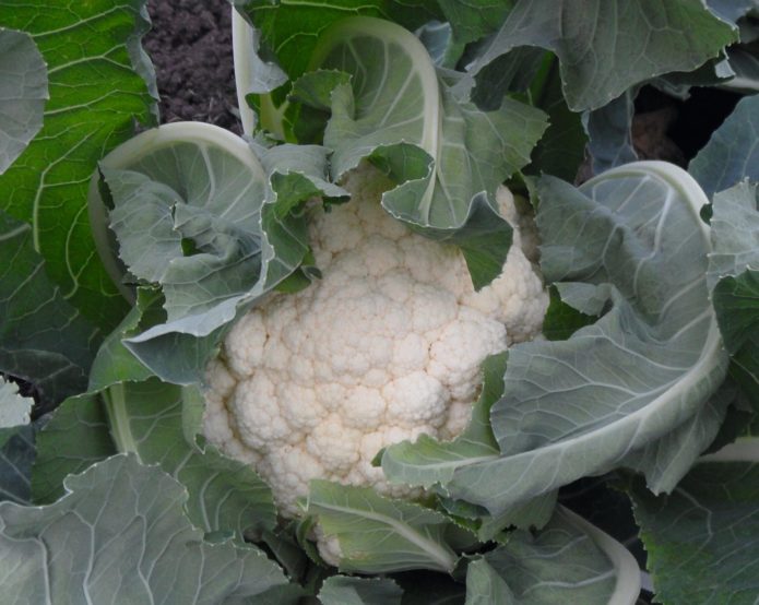 Goodman cauliflower