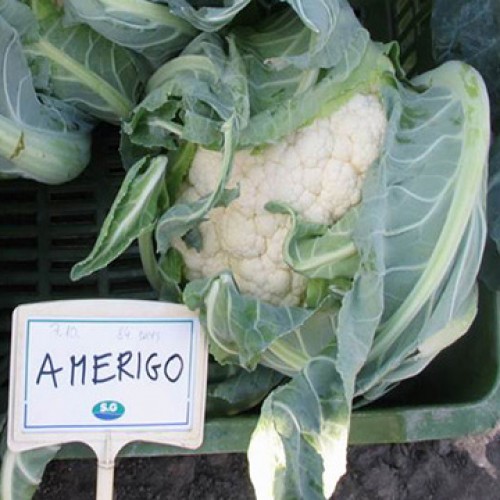 Amerigo cabbage