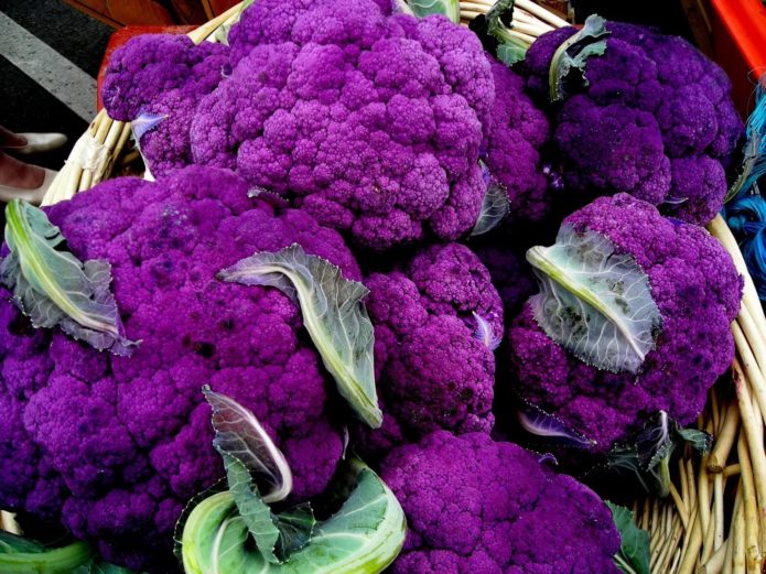 Cabbage Lilac Ball