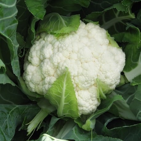 Agnia cabbage