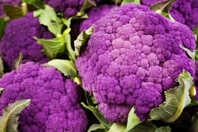 Cabbage variety Purple
