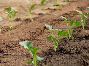 Cabbage growing methods