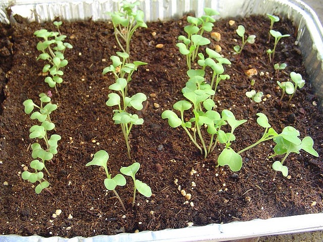 Seedlings of cabbage in a container
