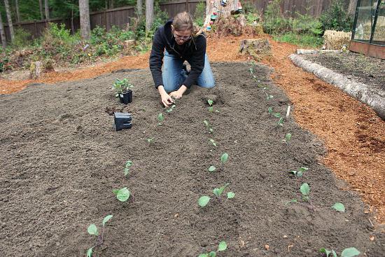 Planting cabbage in the ground