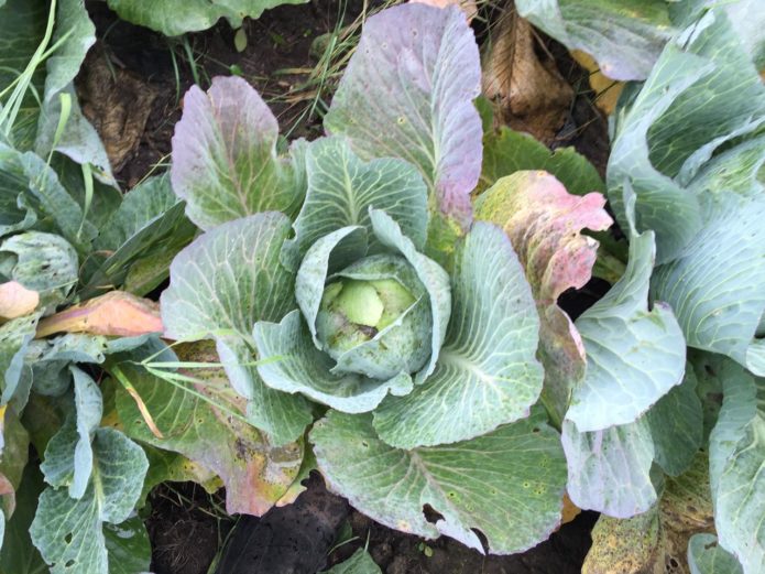 Manifestations of phosphorus deficiency in white cabbage