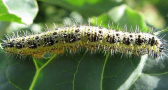 Caterpillar of Cabbage White