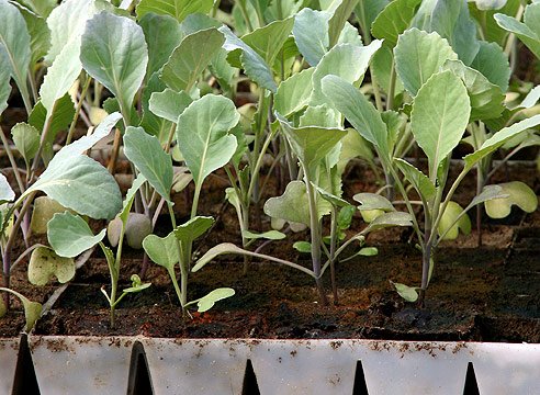 Growing cabbage seedlings in separate containers
