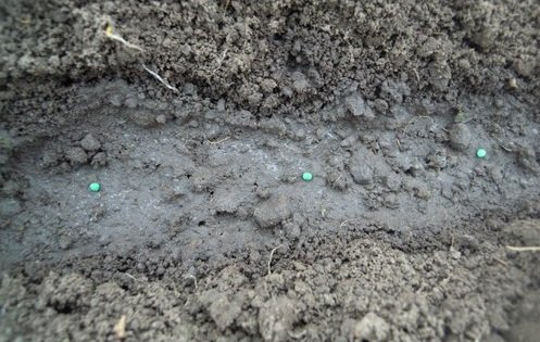 Sowing cabbage seeds in open ground