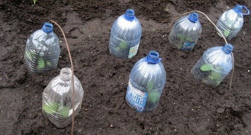 Seedling cabbage under bottles