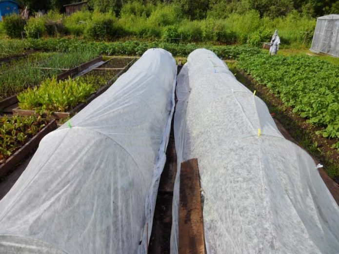 Shelter of planted cabbage seedlings with agrofibre