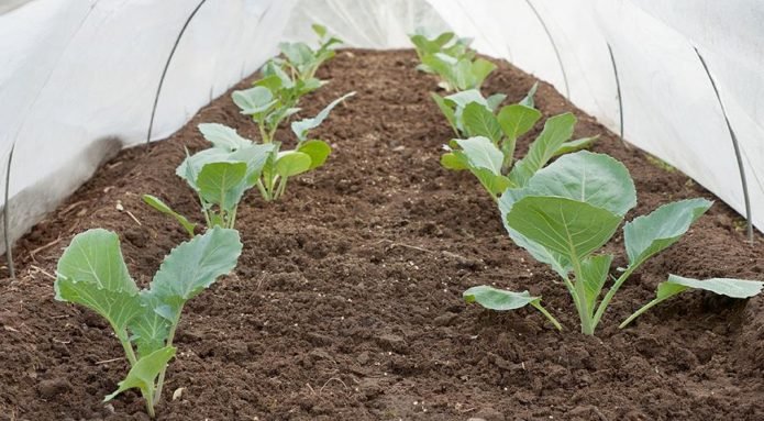 Seedlings of cabbage in a greenhouse