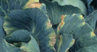 Vascular bacteriosis of cabbage