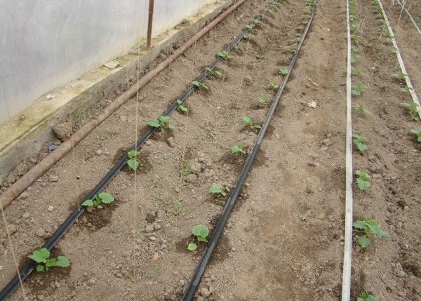 Drip irrigation system for cabbage