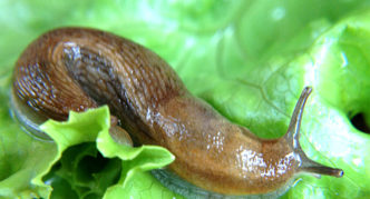 Slug on cabbage