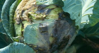 Vascular bacteriosis of cabbage