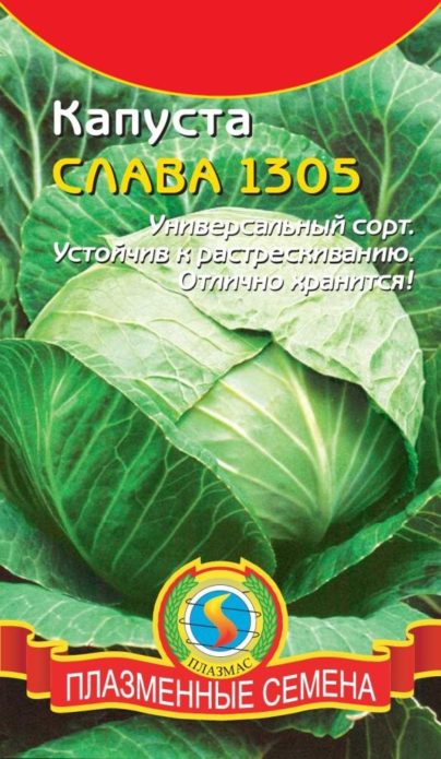 Cabbage seeds Glory of the company "PLAZMAS"