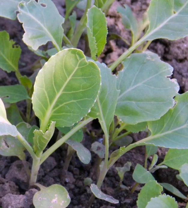Seedlings of broccoli cabbage