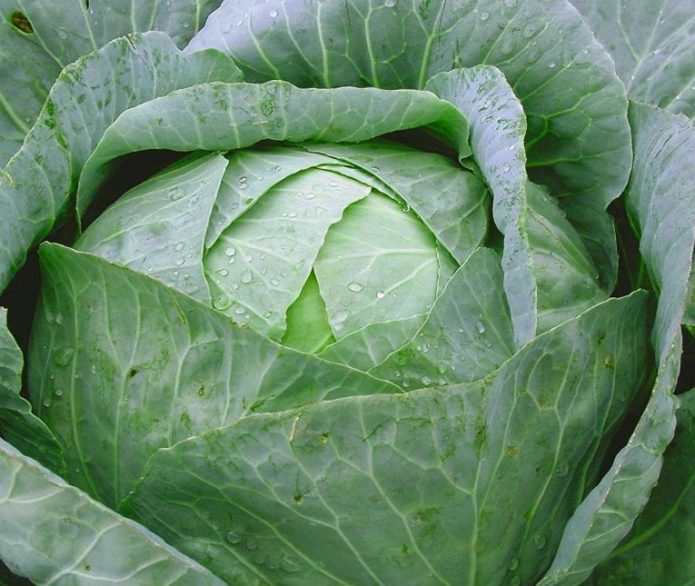 Juicy Cabbage Leaves Gift
