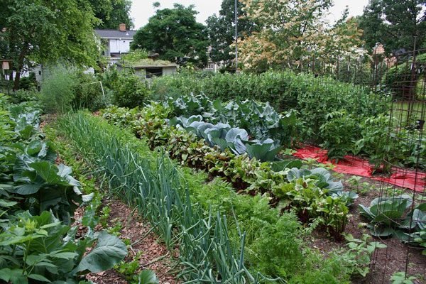 Cabbage in the garden with other vegetables