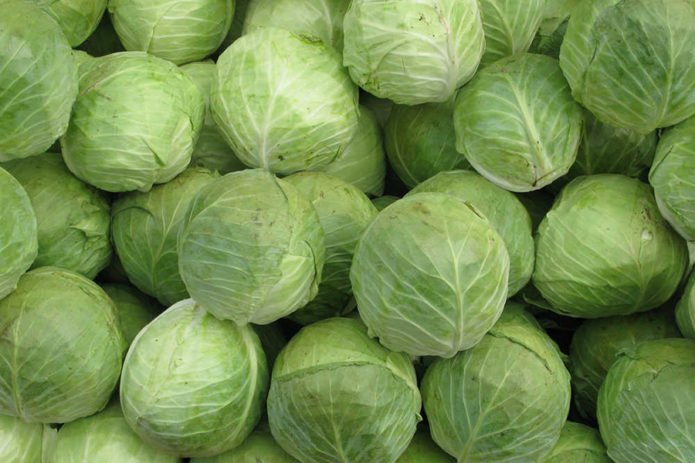 White cabbage harvest