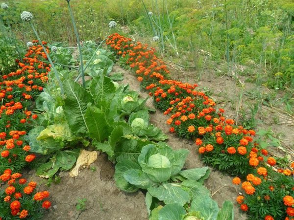 Cabbage surrounded by marigolds