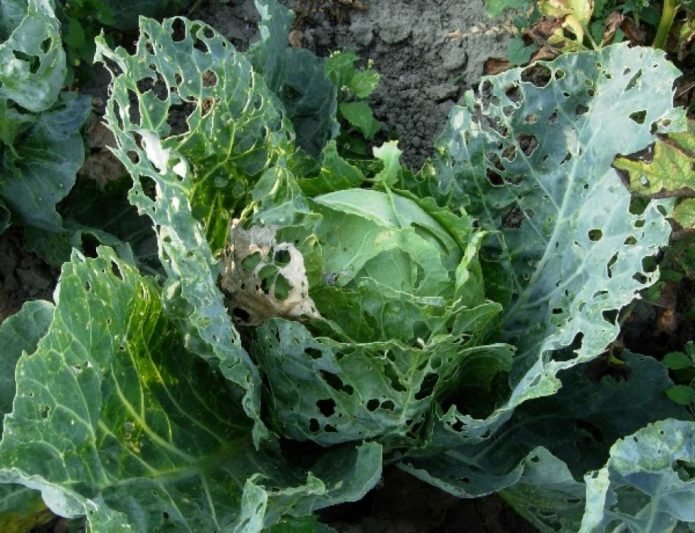 Cabbage damaged by cabbage whites caterpillars