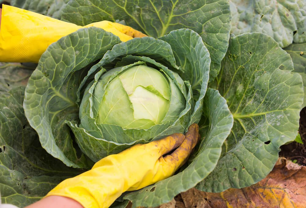 When can you pick cabbage in the fall: before or after the cold weather?