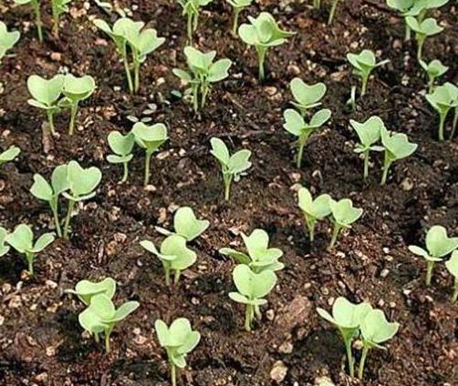Sprouts of cabbage