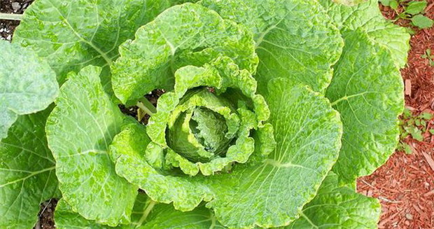 Savoy cabbage Mila f1
