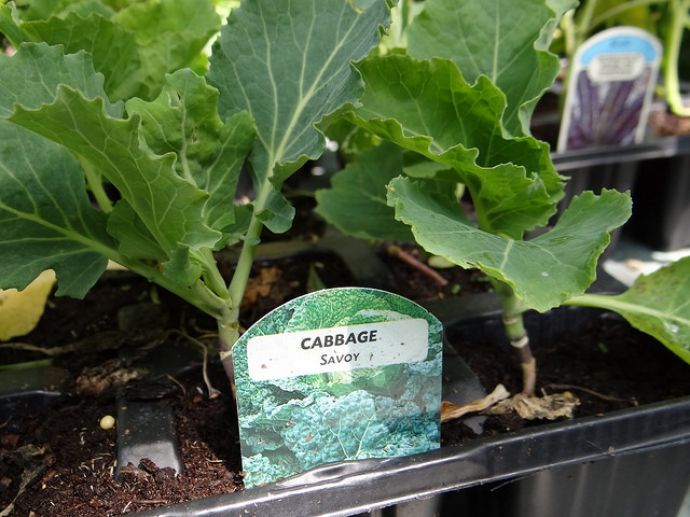 Fertilized Savoy cabbage seedlings