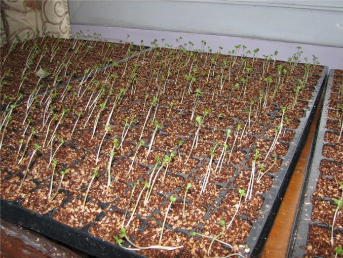 Elongated Savoy cabbage seedlings