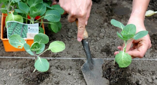 The scheme of planting cabbage in the garden