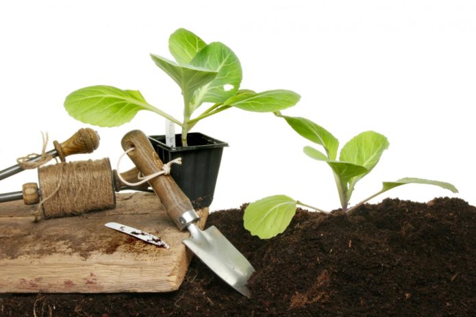 Planting savoy cabbage seedlings
