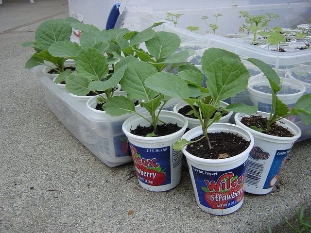 Hardening Savoy cabbage seedlings