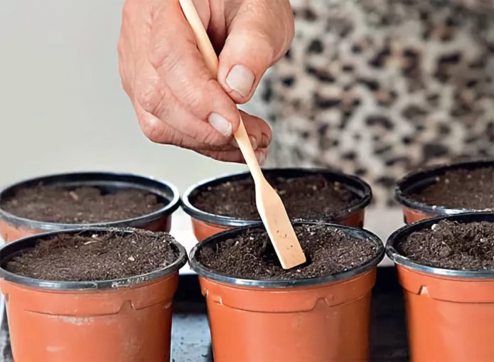 Sowing savoy cabbage seeds in cups