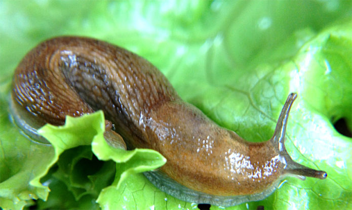 Slugs on a cabbage leaf