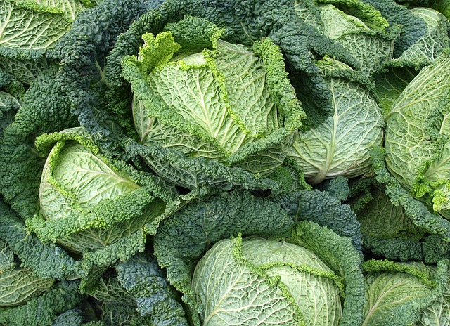 Savoy cabbage harvest