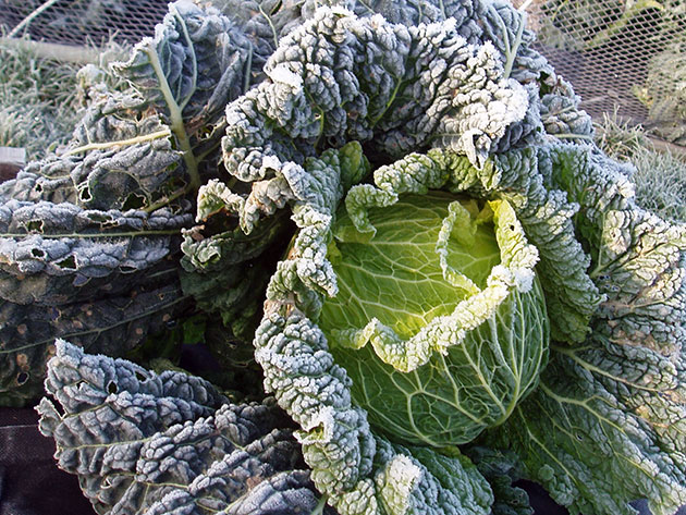 Savoy cabbage is not afraid of frost