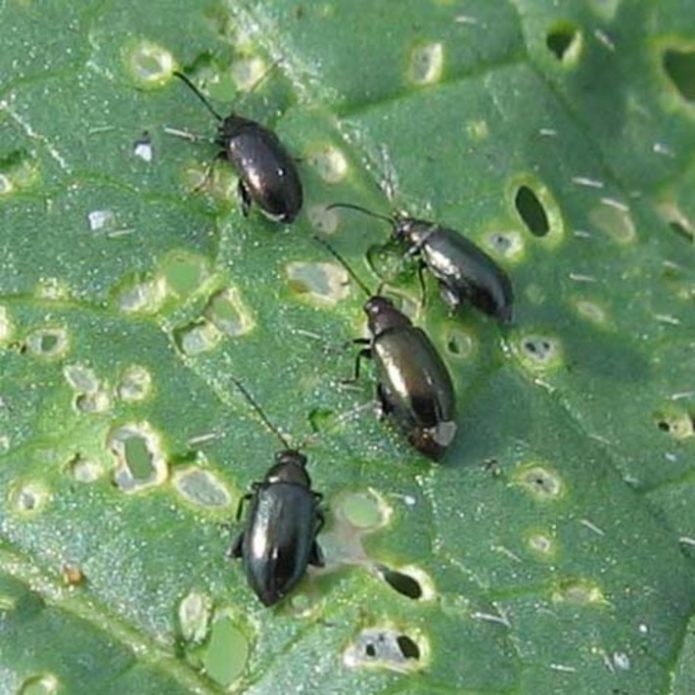 Cruciferous flea on cabbage