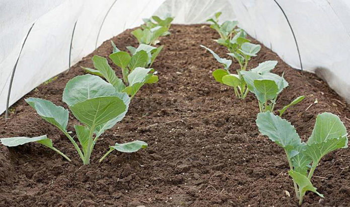 Savoy cabbage in sheltered garden