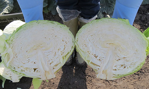 Aggressor cabbage cut