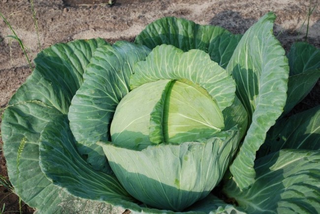 Head of cabbage appearance