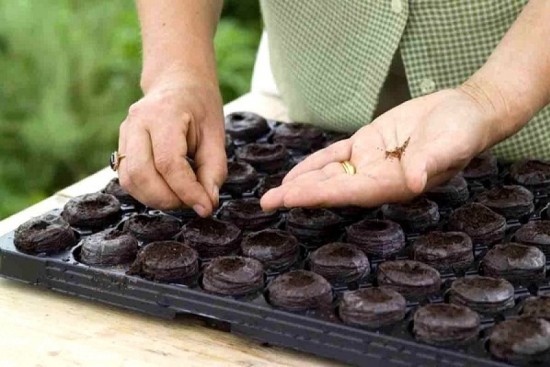 Sowing seeds in peat tablets