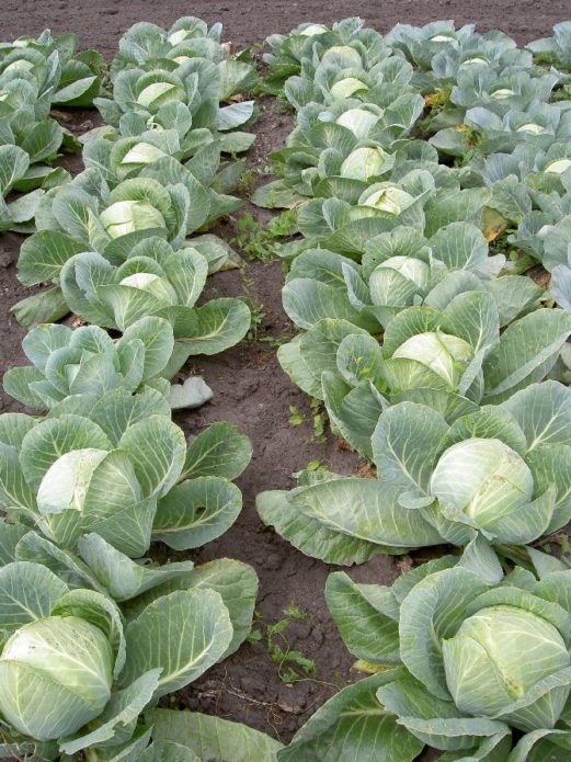 Cabbage with proper care