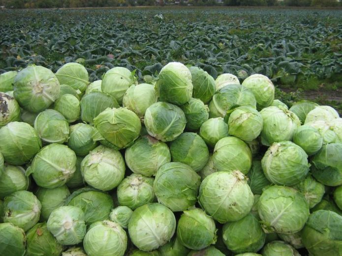 Cabbage Harvest Aggressor